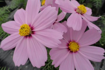 Cosmos Casanova Pink