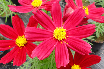 Cosmos Casanova Red