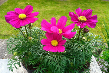 Cosmos Casanova Violet