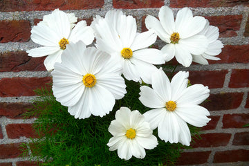 Cosmos Casanova White
