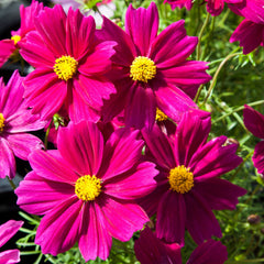 Cosmos Apollo  Bright Carmine
