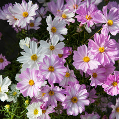 Cosmos Apollo Lovesong