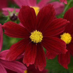 Cosmos Sonata Red Shades