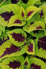 Coleus Kong Lime Sprite PLT