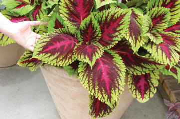 Coleus Kong Rose PLT
