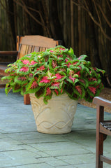 Coleus Kong Salmon Pink PLT