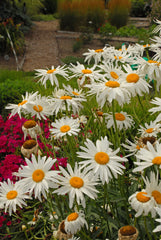 Chrysanthemum Alaska, Shasta Daisy