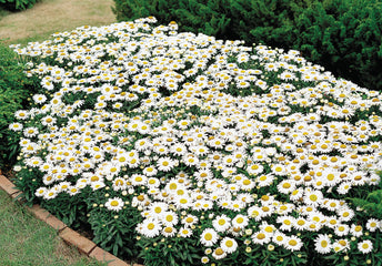 Chrysanthemum Snowlady