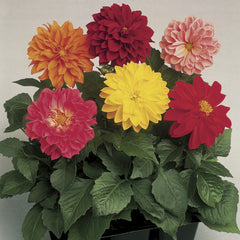 Dahlia Fresco Mix CT