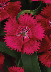 Dianthus Ideal Select Red PLT