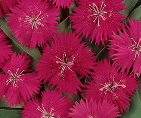 Dianthus Ideal Select Rose PLT
