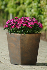 Dianthus Ideal Select Violet