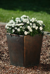 Dianthus Ideal Select White