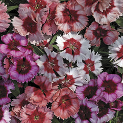Dianthus Super Parfait Red Peppermint