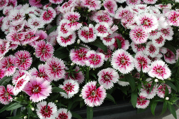 Dianthus Ideal Select White Fire