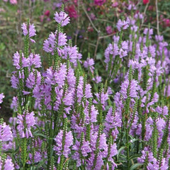 Physostegia Rose Crown