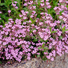 Saponaria ocymoides