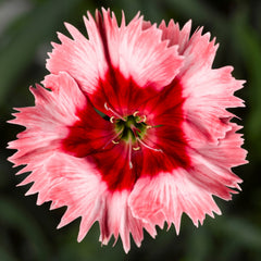 Dianthus Super Parfait Strawberry PLT