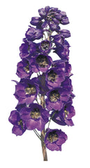 Delphinium Pacific Giants Black Knight
