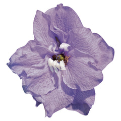 Delphinium Pacific Giants Cameliard