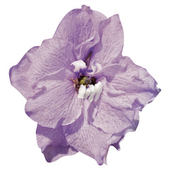 Delphinium Pacific Giants Guinevere