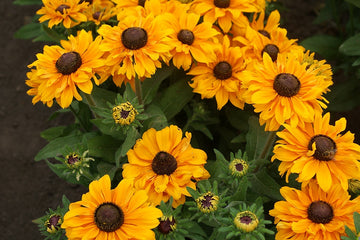 Rudbeckia Goldilocks