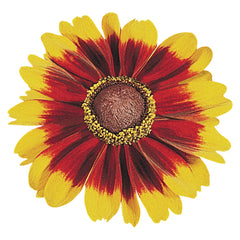 Rudbeckia Toto Rustic