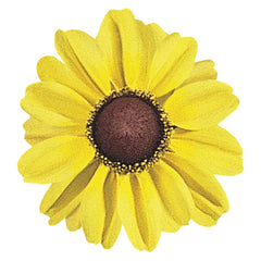 Rudbeckia Toto Gold