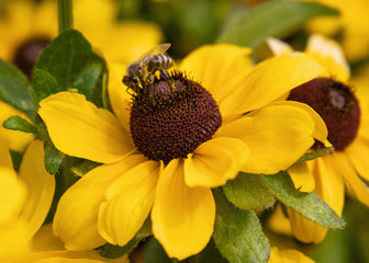 Rudbeckia Toto Lemon