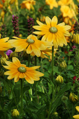 Rudbeckia Irish Eyes
