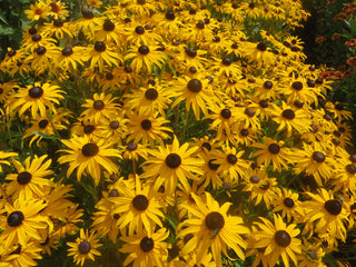 Rudbeckia Goldblitz Primed