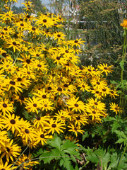 Rudbeckia Goldsturm Apex