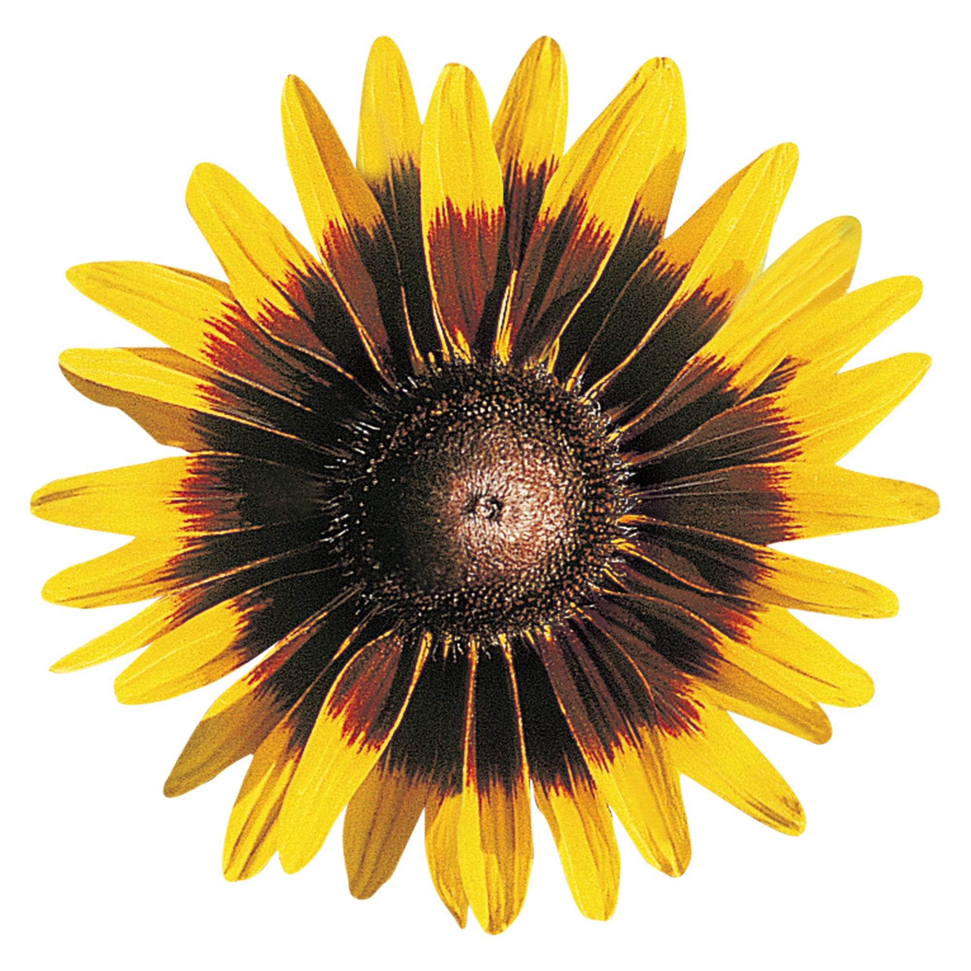 Rudbeckia sonora vis seed