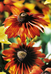 Rudbeckia Autumn Colors