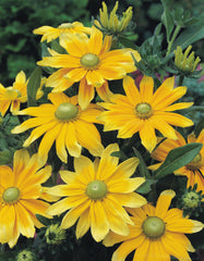 Rudbeckia Prairie Sun