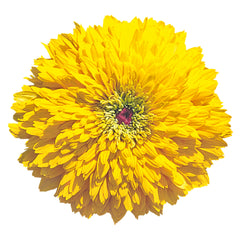 Rudbeckia Maya