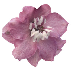 Delphinium Magic Fountains Cherry Blossom White Bee