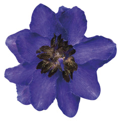 Delphinium Magic Fountains Dark Blue Dark Bee