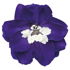 Delphinium Magic Fountains Dark Blue White Bee