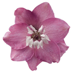 Delphinium Magic Fountains Lilac Pink White Bee