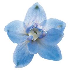 Delphinium Magic Fountains Sky Blue White Bee