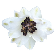 Delphinium Magic Fountains White Dark Bee