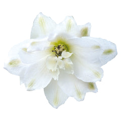 Delphinium Magic Fountains Pure White