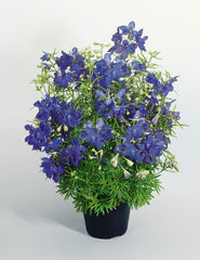 Delphinium Summer Nights