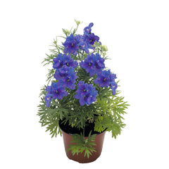 Delphinium Blue Mirror