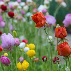 Ranunculus Tecolote Mix