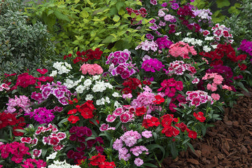Dianthus Telstar Mix