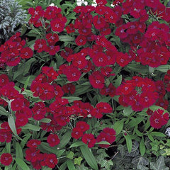 Dianthus Telstar Burgundy