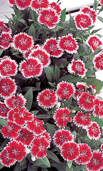 Dianthus Telstar Red Picotee