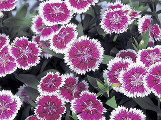 Dianthus Telstar Purple Picotee